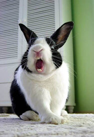 rsz_funny-bunny-rabbit.jpg